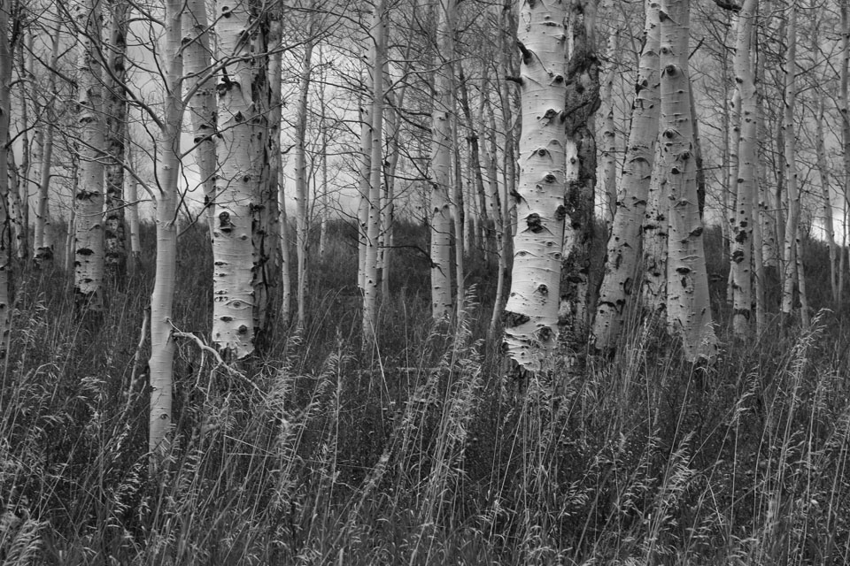  cognitive and somatic psychotherapy fort collins