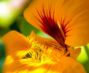 cropped-Jims-yellow-Flower-Closeup.jpg